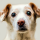 Image for article titled Can The Placebo Effect Help Your Dog's Separation Anxiety?
